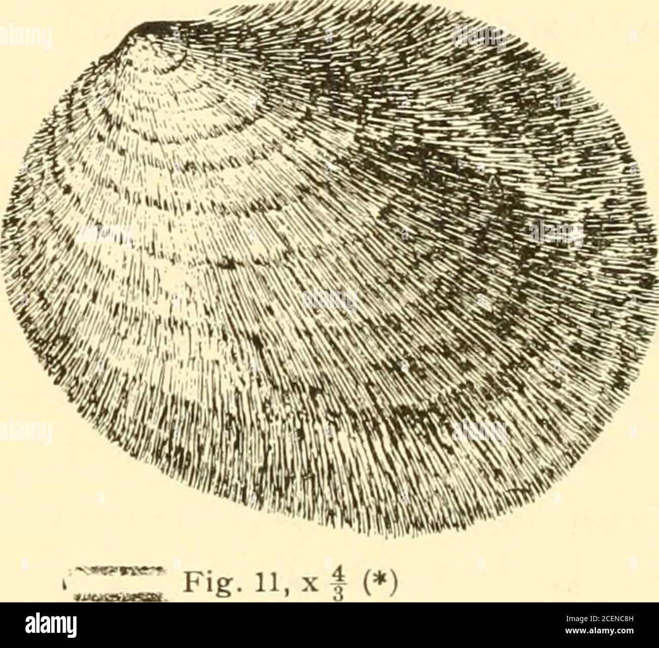 Ma shells hi-res stock photography and images - Alamy