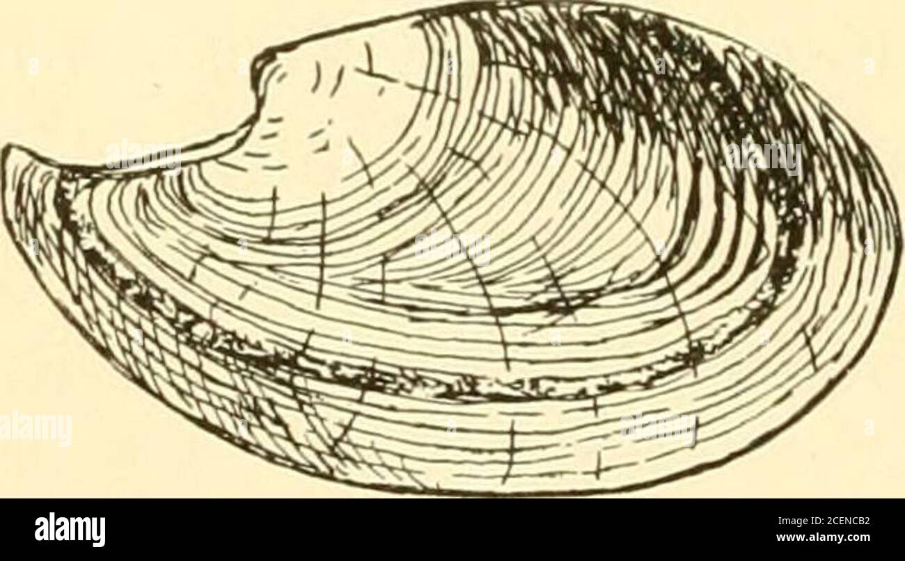 . West American shells; a description in familiar terms of the principal marine, fresh water and land mollusks of the United States found west of the Rocky Mountains, including those of British Columbia and Alaska ... The shell is as round as a fat bean.There are more grooves on the sides than in Fig.9, as might be expected from the name, but thenarrow end of the shell is much shorter. Thespecimens in my cabinet were obtained from SanPedro Bay. The genus Yoldia resembles Leda in somerespects, but the shells are generally larger and theposterior end is not so prolonged or distinctlymarked. The Stock Photo