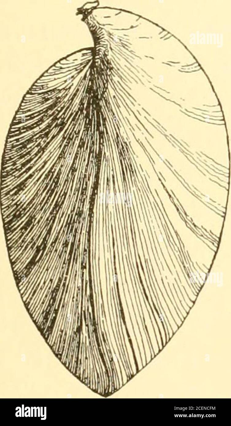 West American shells; a description in familiar terms of the principal  marine, fresh water and land mollusks of the United States found west of  the Rocky Mountains, including those of British