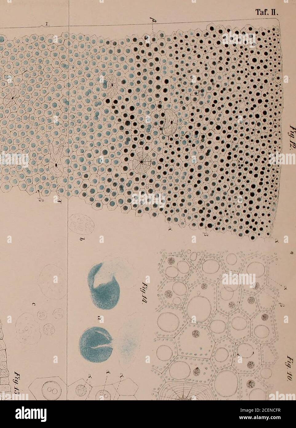 . Sitzungsberichte der Kaiserlichen Akademie der Wissenschaften. Mathematisch-Naturwissenschaftliche Classe. Aus O- K /-. noi Har/, l Eutstehuiiy des fi-tieti Oelp.s in deu oih-cn , Wr^l ^ C J4:-:-^.  yX ^7 E^ Silziingsb. d. k. Akad. d.W.inad.. iiahiw, CI. LXI. B.l. I. AI.II.. 187(. k. Hof V Saaii SITZUNGSBERICHTE DER KAlSF.n?,irHRN AKADEMIE DER WISSENSCHAFTEN. MATIIEMATISCII-IlIllRWISStWSCIlAFTLUIIE CLASSE. LXI. BAND. I. HEFT.Jahrgang 1870. — Jänner. (Hit 11 CafEin nnb 3 l^olisdjuittfn.) ERSTE ABTHEILUNG. Enthält die Abhandlungen aus denri Gebiete der Mineralogie^ Botanik, Zoologie, Anatomie, Stock Photo