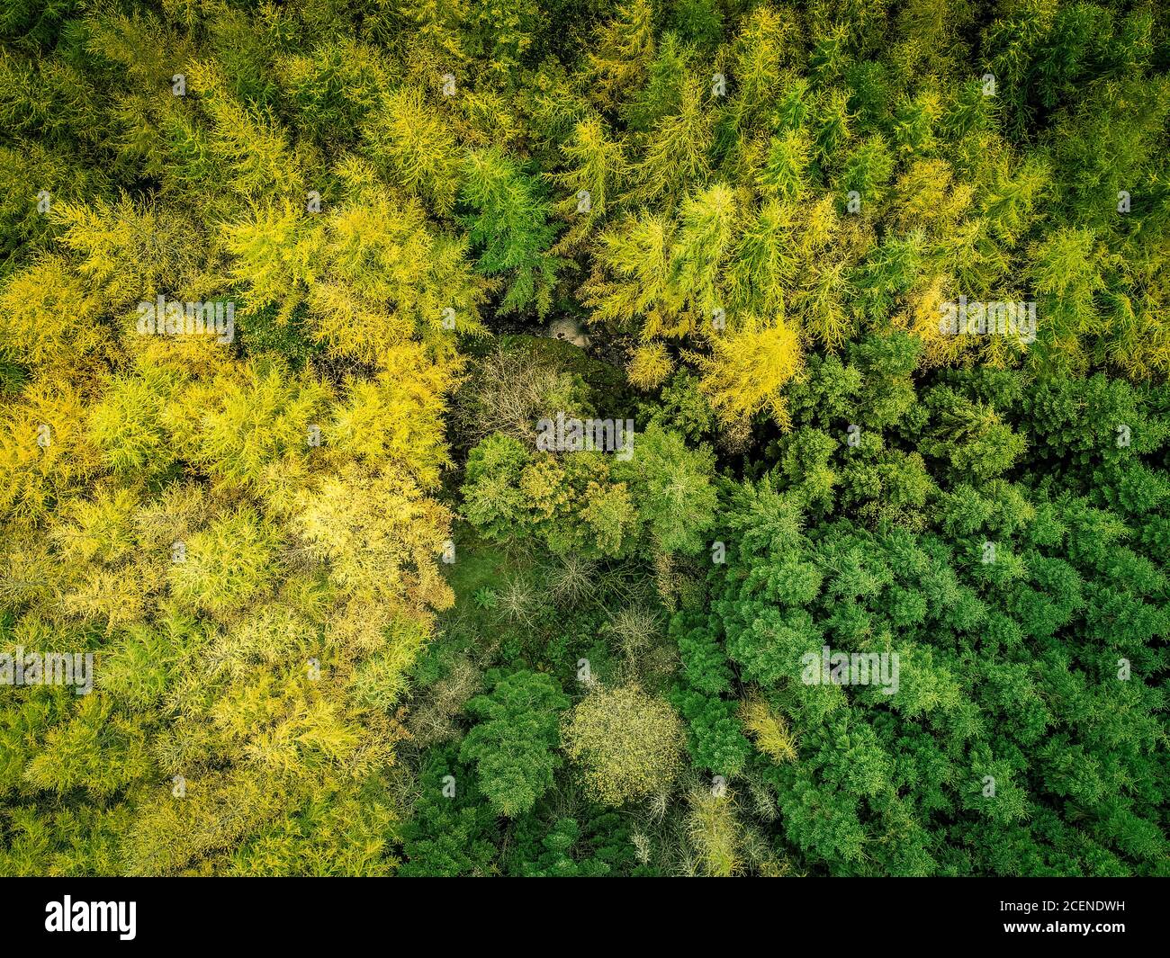 Lake District landscape, forest, lake, mountains, fells Stock Photo - Alamy