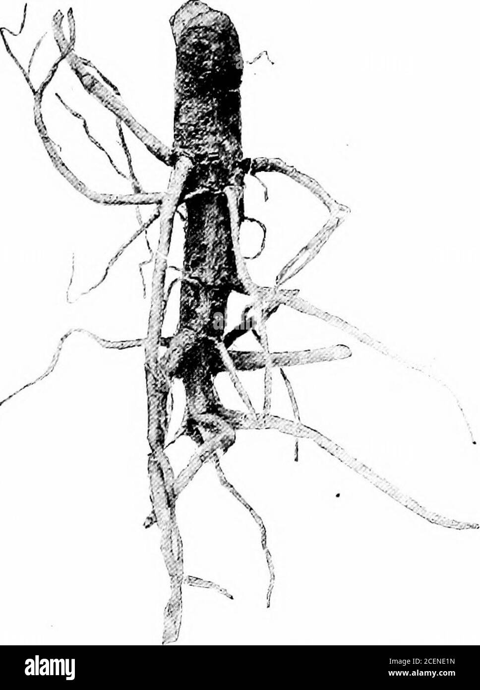 Plants waxy roots Cut Out Stock Images & Pictures Alamy