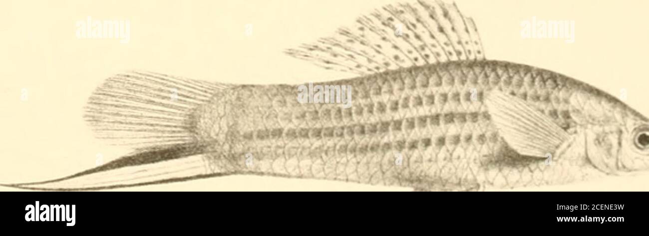 . An account of the fishes of the states of Central America : based on collections made by Capt. J. M. Dow, F. Godman and O. Salvin. •l^* ^. 1. GIRARDINUS PLEUROSPILUS . 2 o^ o . -mTHOPHORUS HELLERI ,4, 5 *: S. XIPHOPHORUS HELLERI ^ y^j^// A adult vijilee -v^-TTZ^T^-^- &gt;s ^  -&gt;■ ^.J&gt;^ -^-^ ^,^-&gt;.:V V i*^,-^,«^.«^,,^,^,w ,^«^r;;-«« ^^^f^^rs ..^^n*^ ■^&lt;^^^^^^^-&gt;r^/m^^^^^ ^mr^ ^^^^^ .^^^^^^^^^ ^a^^^^^vr spoaftfe^ ^^^^^^^^^^^^ i^^nr&gt;n^ YY —^^^^^ ^r^r^f v ■ ^^^^^^^ ^^^r^^^^i fm^lfM^^^^^ fc^^^^^ TTTT^rTT :;^^^^^^^;^^ ^pt^f ^^^^^a^^^«^^^^^^^.. ,wv^^ -^oonrSHii^ii^ ? ^ ^ ^ -&gt; Stock Photo