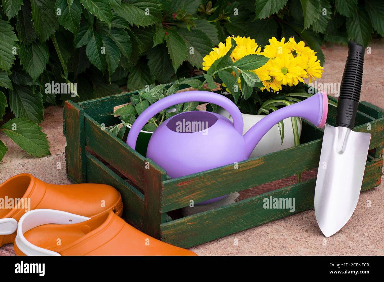 Gardening. work in the garden. tools, watering can and flower in a pot on a background of green leaves. Copy space. Wild grapes. Stock Photo