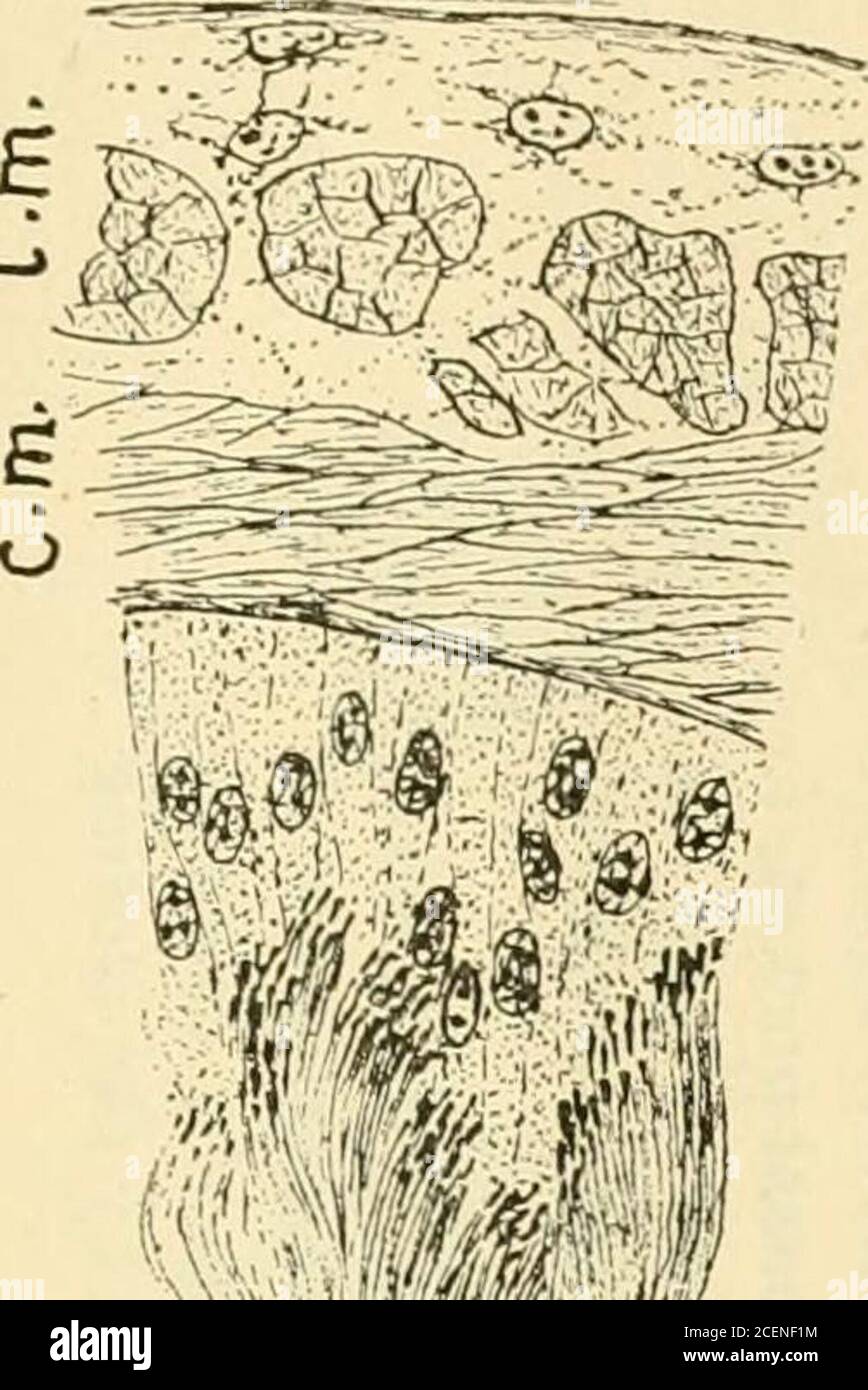 The Journal Of Experimental Zoology 2 S S W S S 5 S O C 1 3 Th 3 03 C T 5 Fi