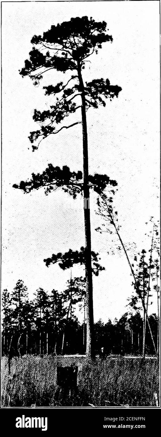 . Agriculture for southern schools. Fig. 139. — Find in the Above Figures the Following LeavesWhite oak, hickory, pecan, red oak, black gum, sweet gum, chinquepin, wateroak, sycamore, maple, yellow poplar (tulip tree), dogwood, elm, persim-mon, post oak. FOREST TREES 211 rounded top and the beautiful color of its leaves in autumn;the red maple for its red flowers and seeds and its brightlycolored leaves in the fall. These trees and many other. Stock Photo