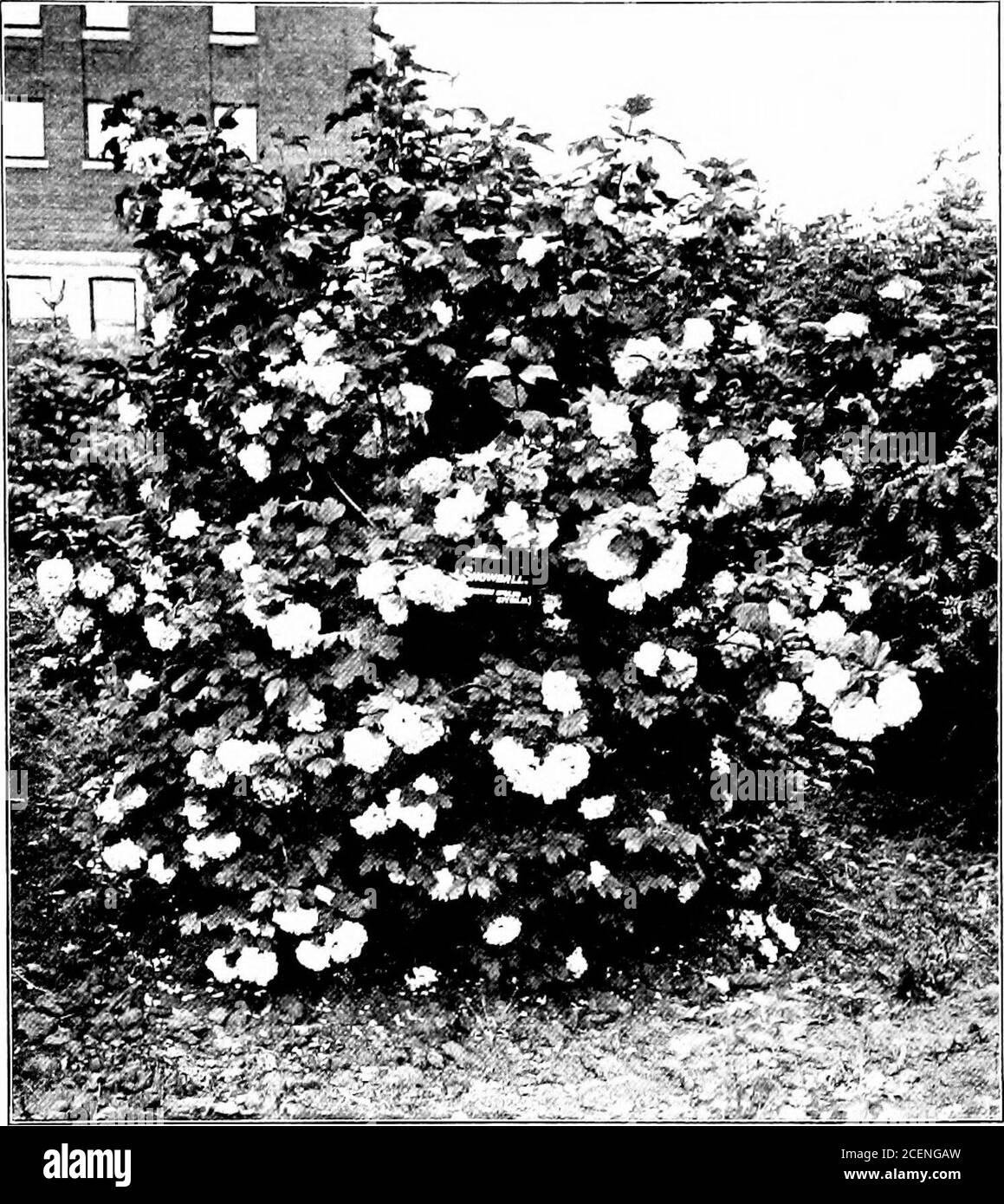 Screened by shrubs Black and White Stock Photos & Images - Alamy