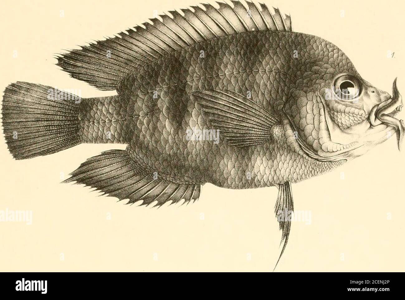 . An account of the fishes of the states of Central America : based on collections made by Capt. J. M. Dow, F. Godman and O. Salvin. 1. PLATYGLOSSUS DISPILUS.2.HER0S MULTISPmOSUS. 3. R MCtROFASCIATUS. 4- InTEETROPLUS MEMATOPUS. S. IfF.ROS GODMANMl fOu. u%m0M-. Stock Photo