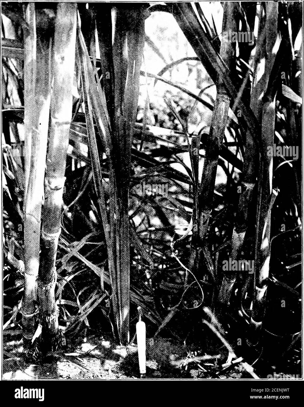 . Agriculture for southern schools. ther north, the roots usually do not livethrough the winter, so that stalks of cane have to beplanted every year. Varieties of sugar cane. — Sugar cane forms seeds invery warm countries, but not in the Southern states. Thechief use of these seeds is to start new varieties. Plantsgrown from seeds are more unlike their parents than areplants grown from buds. When a seedling is better thanits parent, it is prized as a new variety and is increased byplanting canes (Fig. 103). The variety most generally grown is the red or purplecane, so named from the color of t Stock Photo