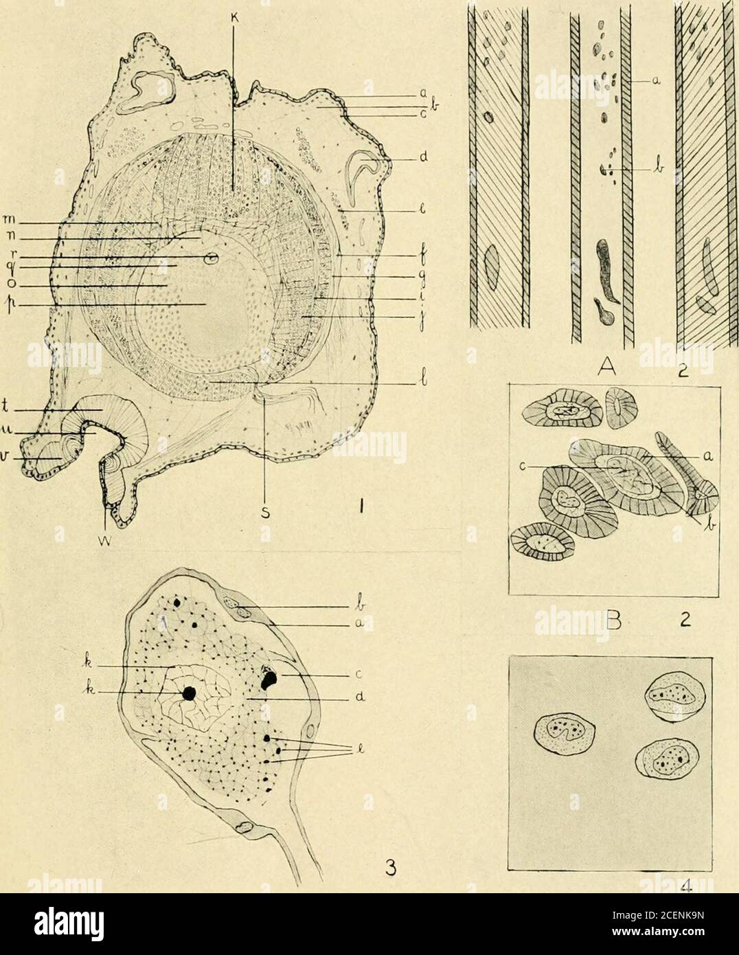 The Journal Of Experimental Zoology Arm Of Octopus Vulgaris According To Guerin A Epithelium B Subcutaneous Connective Tissue C Chromatophores D Vein E Dermal Musculature Perimuscular Connective Tissue Membrane G Externaloblique Muscle I