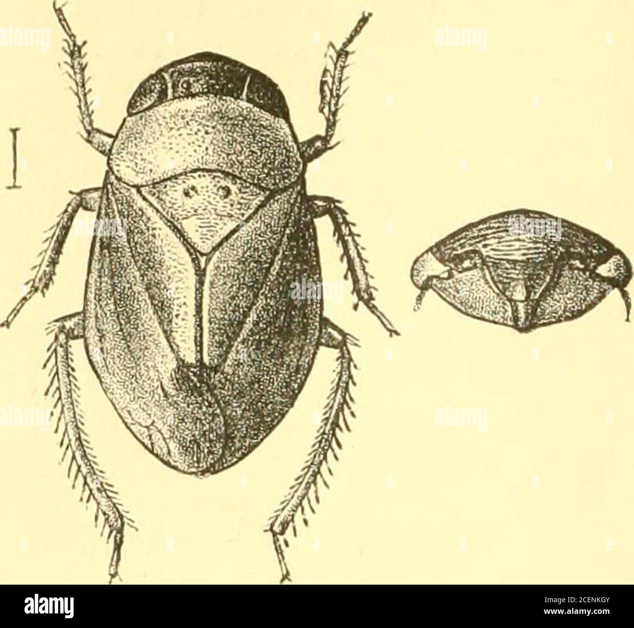 . Rhynchota ... gmina margined at theapex, valvate behind the clavus, apical areas four or five ; legsmoderate, femora compressed, posterior tibiae strongly spinose.{Stdl.) 2481. Penthimia melanocephala, Motsck. BuU. Soc. Nat. Mosc. xxxvi,3, p. 95 (1863) ; Melich. Horn. Fatm. Ceylon, p. 162 (1903). Head black; pronotum, scutellum and tegmina castaneous,inner claval margin black, apex of tegmen very pale fuscous withwhitish and black shadings; body beneath black, legs piceous orblack; vertex punctate; pronotum finely transversely wrinkled;scutellum punctate, the basal area somewhat obliquely de Stock Photo