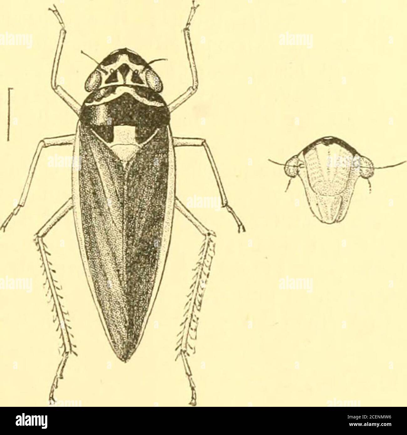 Rhynchota Dist Distribution Britisli India Malay Peuinsula And Archipelago Allied To Tettigoniella Ut Differing By The Structure Of Thevertex Of The Head Which Is Subconically Narrowed Anteriorly Withthe Lateral Margins