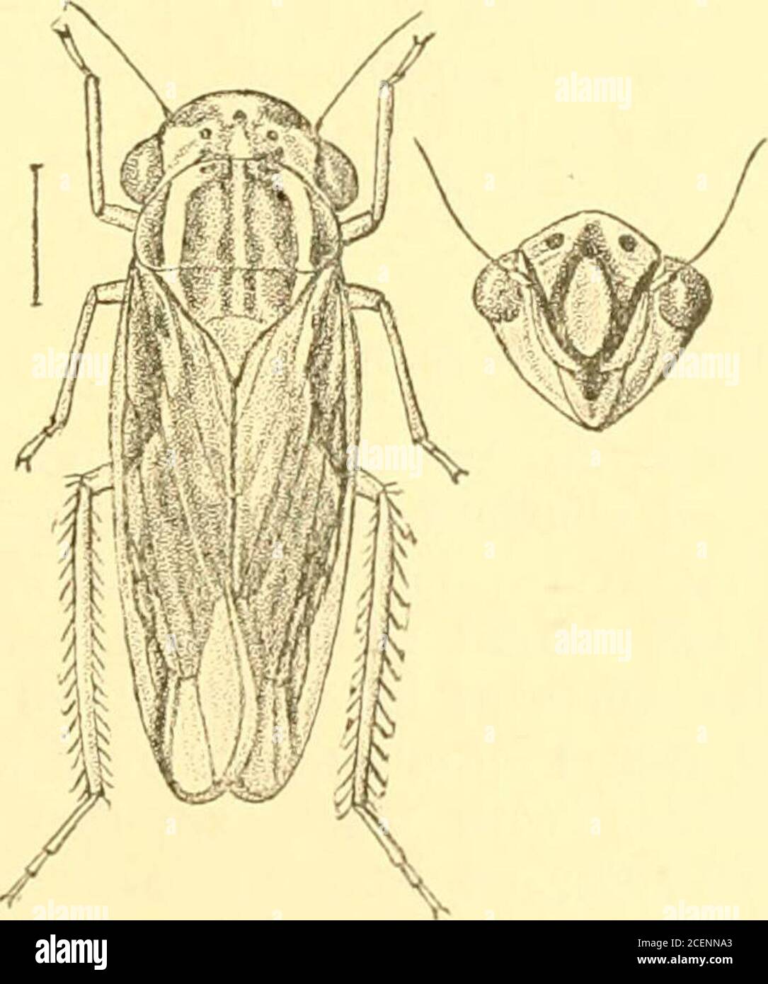 . Rhynchota ... (Tettigonia) Anji. Soc. Ent. Fr. 1853, p. 348, t. x, f. 5; Atkiyis. J. A. S. B, liv, p. 97 (1885). Head rounded anteriorly, yellow, with two facial fascia)united on the clypeus, white ; clypeus and rostrum black ; vertexwith two united half-moons; a median band, and on each sidetwo spots, black ; pronotum transverse with two fascia), theanterior one narrow and sinuated, the posterior fascia broad,uniting with the first, and on each side between them a transversepatch, black; scutellum with a semicircular fascia proceeding fromthe base black; tegmina fuscous, with a farinose pow Stock Photo