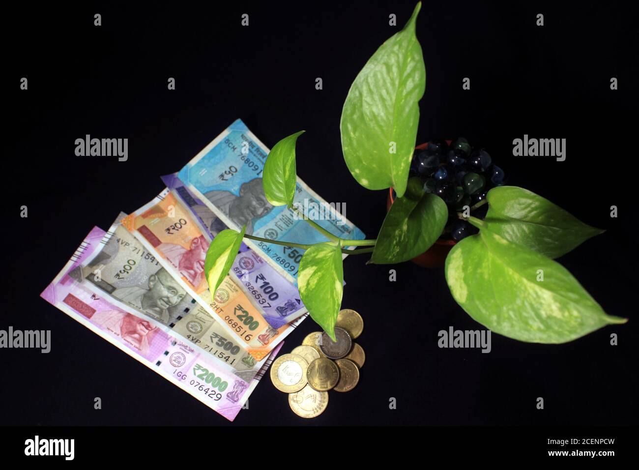 Devil's ivy (Epipremnum aureum) or Money plant leaf with 50, 100, 200, 500, 2000 rupee currency note on black background. Bank note with plant growing Stock Photo
