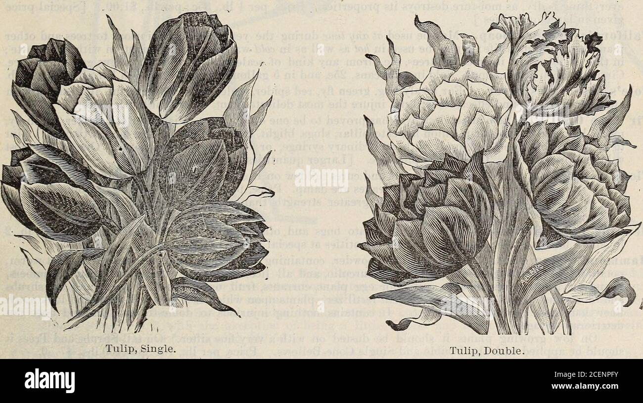 Catalogue Of Seeds Agricultural Horticultural Supplies And Guide For The Garden Field Farm Ft The Bulbs And Store In A Dry Place Conchifiora Shell Flower Orange Spotted Black 0 ✓ free for commercial use ✓ high quality images. alamy