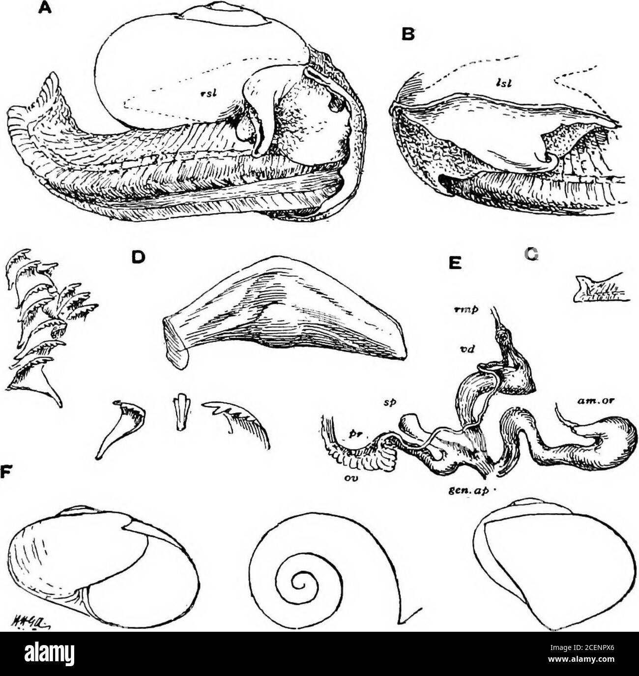 . Mollusca ... rms from Eastern Himalaya, Assam, and Burma. 318. Durgella levicula, Bs. (Helix) A. M. N. H. (3) iii, 1859, p. 391;Blf. A. M. N. m (3) xi, 1863, p. 81; id. (Nanina) J. A. 8. B.1865, 2, p. 87 ; Pfr. (Helix) Mon. Hel. v, 1868, p. 48; H. ^ T.(Helix) C. I. 1876, pi. 90, ligs. 1,4; Godvnn-Auxten, Jour. Linn.Soc, Zool. XV, 1881, p. 291 (anatomy) ; Nevill (Nanina), Sand-l.i, 1878, p. 26 ; Godioin-Austen, Mol. Ind. i, 1883, p. 142 ; id. t. c.ii, 1898, p. 61, pi. 76, figs. 1-6 (anatomy). Shell subperforate or very narrowly .perforate, globosely de- 214 ZONITIDiE. pressed, thin, almost sm Stock Photo