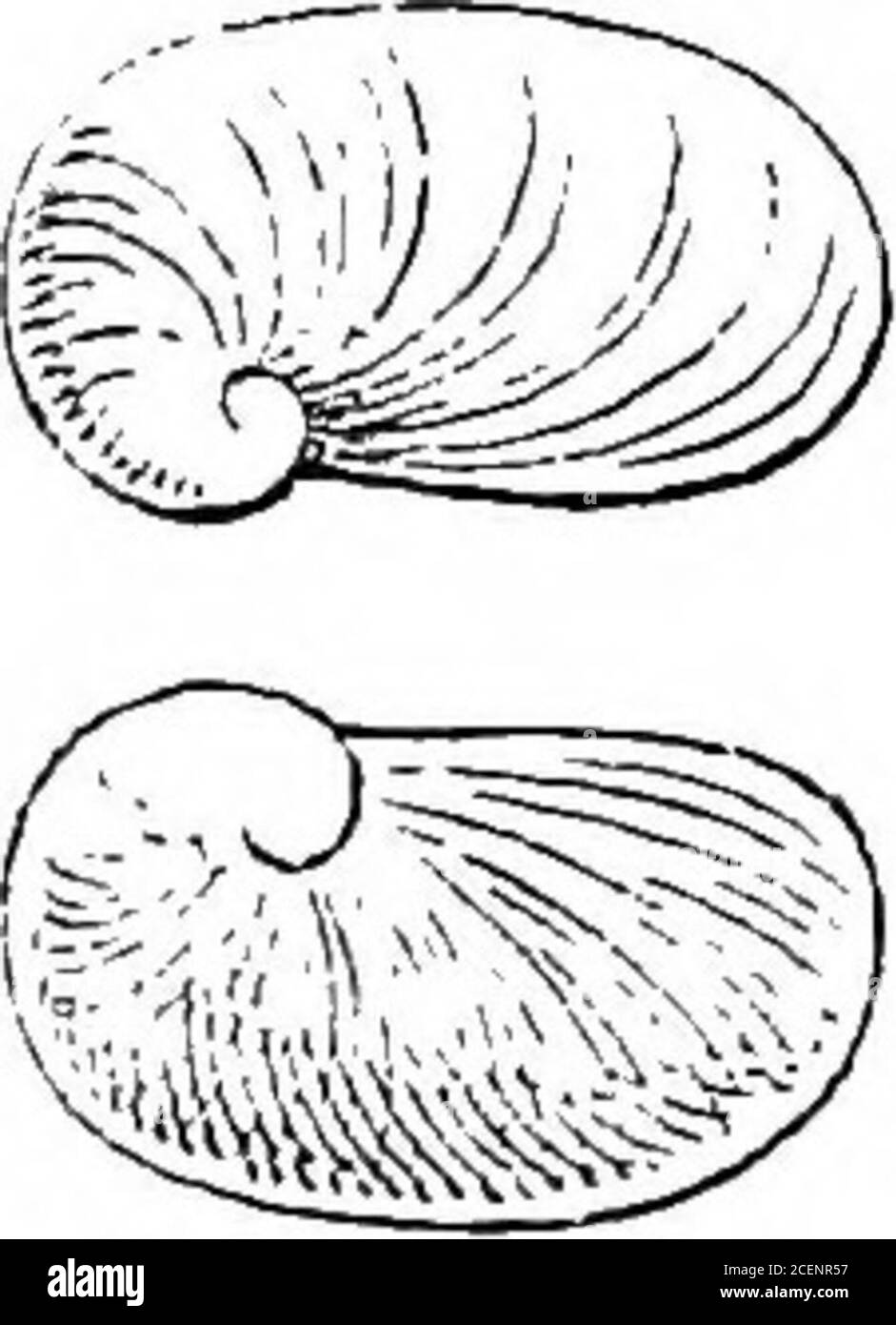 . Mollusca ... X 3. Pseadaustenia aterrima,A. Animal, seen from behind; shell not removed, showing the membranaceous peristome and the dorsal lappets. X 18.B. Shell. X 3. Eight side and interior views.C. Genitalia, x 18.D. Jaw. X 9,] Animal varying from chestnut or pale grey to black, more orless mottled and banded. Length, when living, about 50 mm. PSRUDAUSTEJflA.—OEYPTOSOMA. 209 {2 inches) ; the hinder part of the foot long and narrow, with asmall mucous pore overhung by a small lobe. The foot is distinctlydivided into three longitudinally. Eadula 24 .1. 19 .1. 19 .1. 24(44 .1. 44). 513. Pse Stock Photo