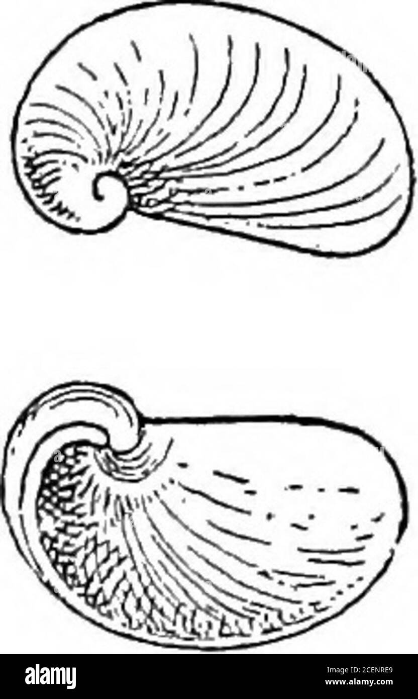 . Mollusca ... ; Godwin-Austen (Girasia), Mol. Ind. i, p. 241. Shell close to A. cacharica, but considerably stronger and theapex thicker. The columellar margin of the peristome is muchincurved. Major diam. 141, min. 9, height 4| mm. A smaller specimenmeasures 9 mm. in major diameter. Hab. Hengdan Peak, North Cachar Hills. This may be the same as the last, but the shell shows slightdifferences. The animal is not known. ATJSTBNIA. 197 297. Austenia peguensis, Theobald (Vitrina), J. A. S. B. xxxiii, 1864,p. 244; -H. * T. (Yitrina) C. I. 1876, pi. 65, figs. 2, 3; Nevill,Helicarion (Austenia), Han Stock Photo