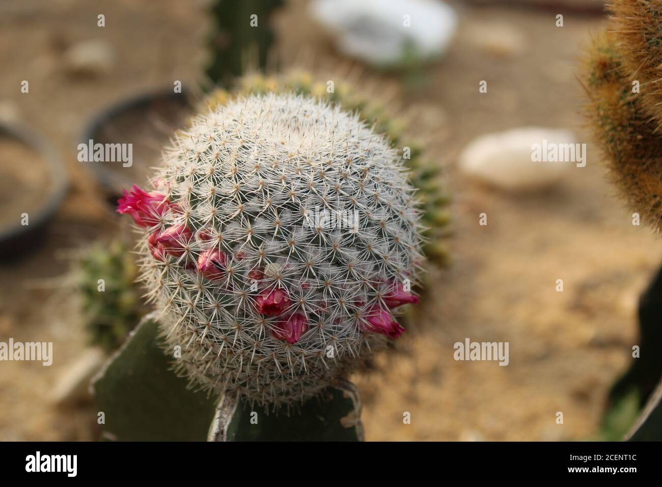 Cactus Thelocactus macdowellii with flower cactus Stock Photo