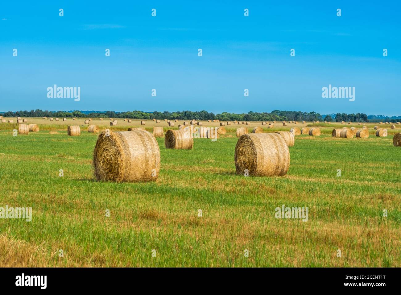 Large round bales of hay on a grassy farm paddock Stock Photo - Alamy