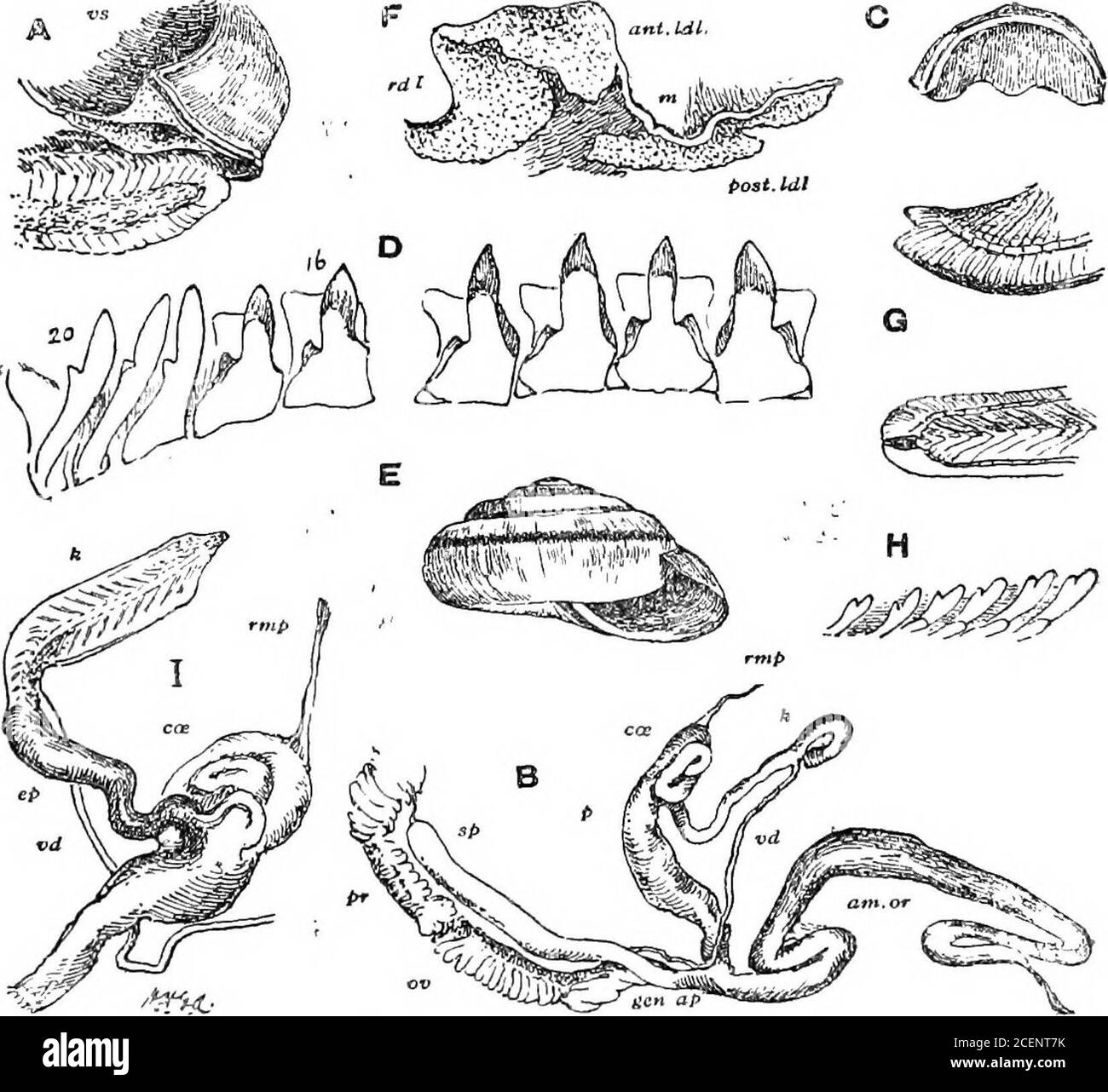 Lobe Shell Renal lobes hi-res stock photography and images - Alamy