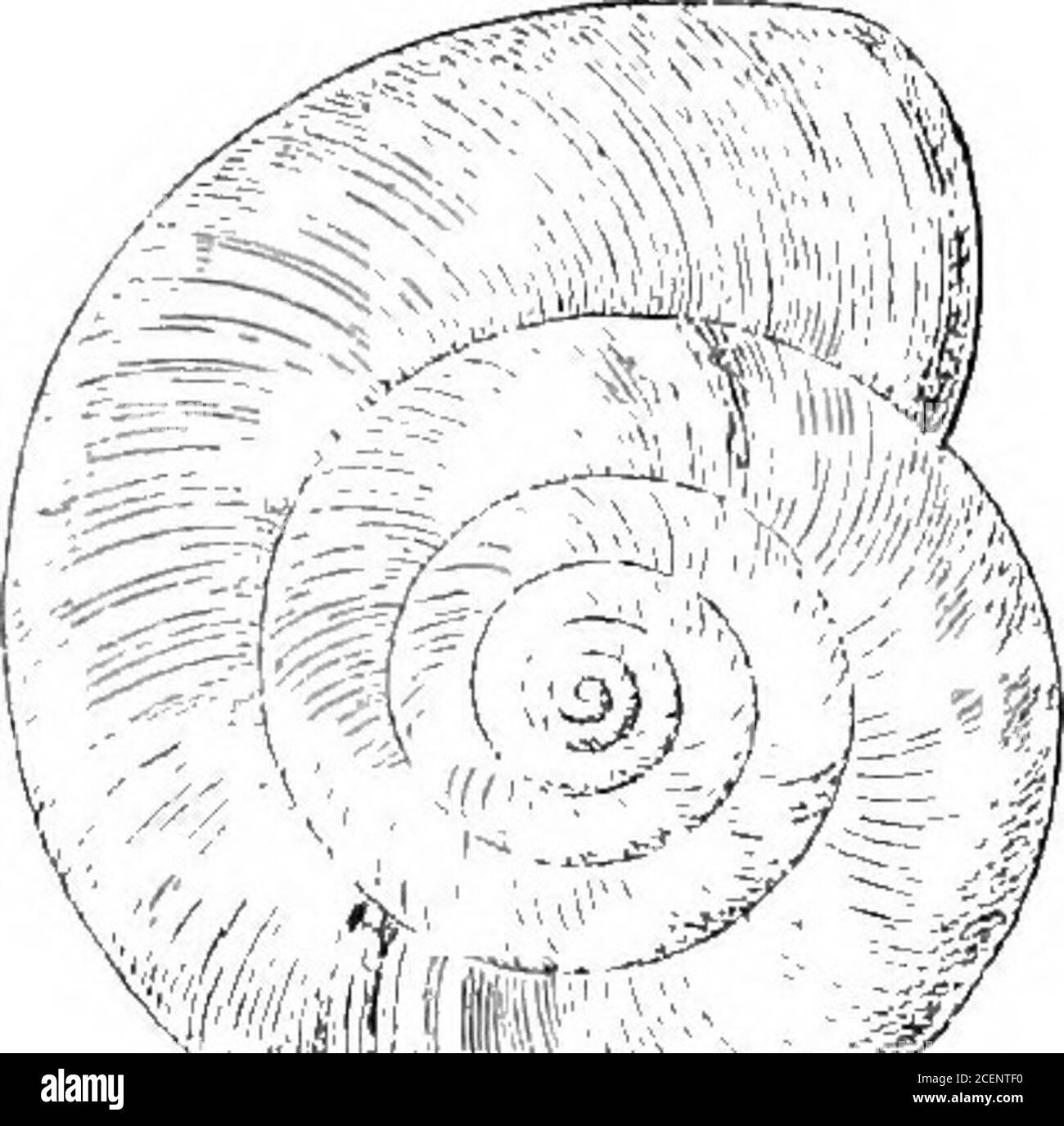. Mollusca ... the eggs of B. montieola are about thesize of a mustard-seed, oval and greenish white. I. Eounded or subangulate at periphery. 267. Bensonia montieola, Evtton (Nanina), J. A. S. B. vii, 1,1838,p. 213 ■,H.^T. C. I. 1876, pi. 62, fig. 3; Theob. J. A. S. B. 1878,p. 142; id.ih. 1881, p. 46; Godwin-Austen, Mol. Ind. i, 1888,p. 248. 172 ZONITIDjE. Helix labiata, Pfr. P. Z. S. 1846, p. 65 ; id. Mon. Hel. i, 1848, p. 73; Tii, 1876, p. 219; H. ^- T. C. 1. 1876, pi. 27, fig. 5; Qodwin-^Austin, t. c. 1888, p. 247, pi. 61, fig. 5 (anatomy).Nanina (Bensonia) monticola, var. murriensis, Nev. Stock Photo