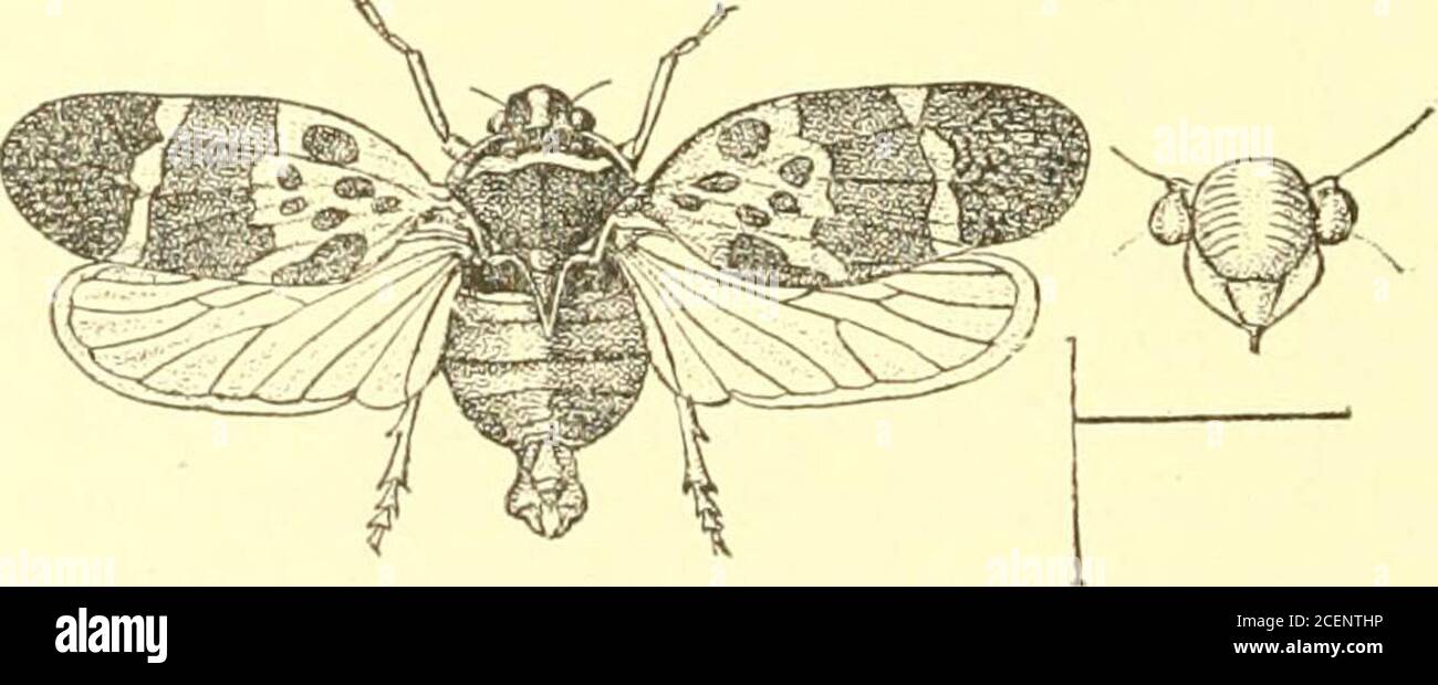 . Rhynchota ... onglyre flexed ; face with a broad central impunctate impression, thetransverse impressions moderate ; mesosternal tubercles com-pressed, obscure, non-prominent; rostrum reaching the inter-mediate coxa); posterior tibiae with a very short spine near baseand a long spine before middle; tegmina a little more than twiceas long as broad. Length excl. tegm. 9 ; exp, tegm. 18 to 19 millim. Hah. Trivandruni {Bint. Mus.). 2320. Cosmoscarta taprobanensis, Atkins. J. A. 8. B. Ivii, p. 33;i (1888); Melich. Horn. Fann. Ceylo7i, p. 127, t. iv, f. 1 (^1903). Vertex of head, pronotum,and ster Stock Photo