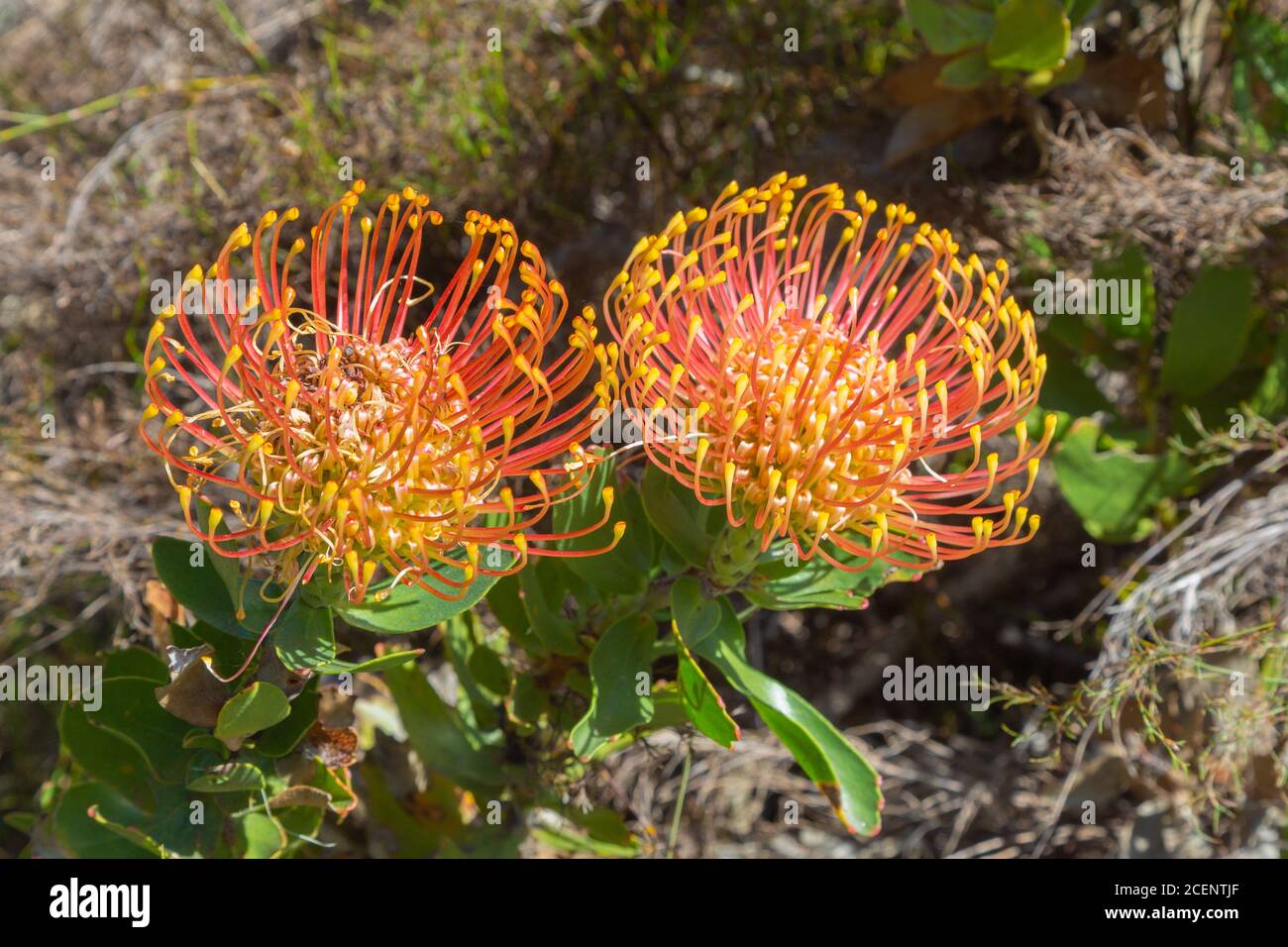 Leucospermum cordifolium in Fernkloof Nature Reserve, Hermanus, Western Cape, South Africa Stock Photo