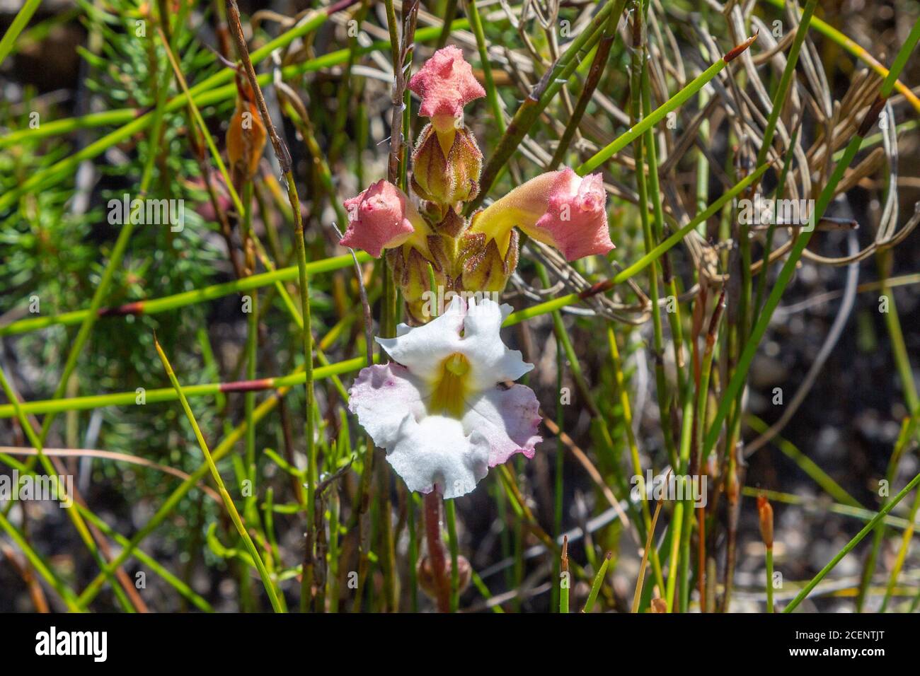 The parasitic Harveya capensis in Fernkloof Nature Reserve, Hermanus, Western Cape, South Affrica Stock Photo