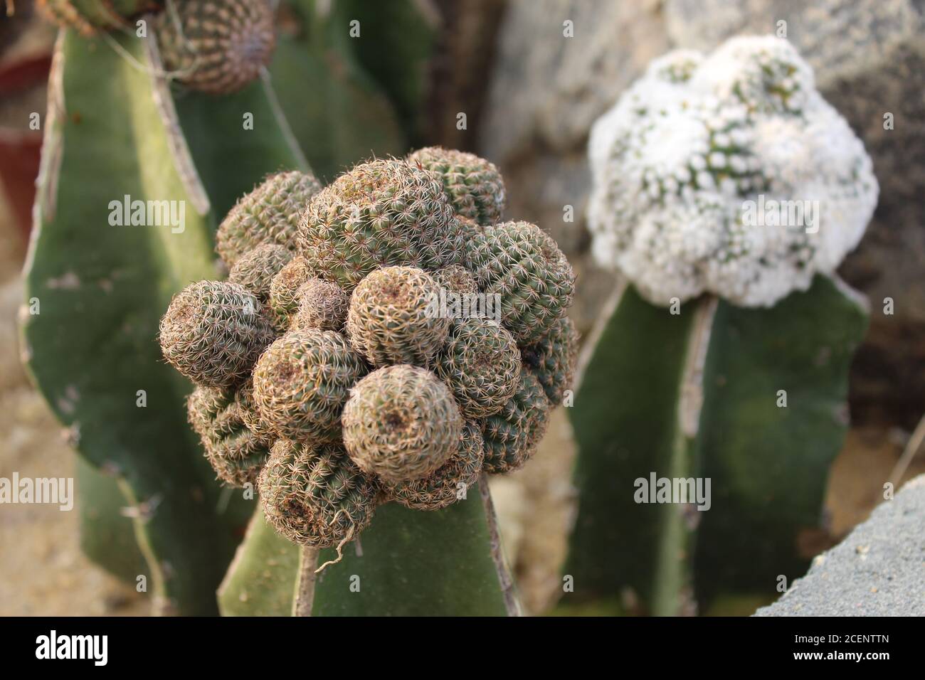 Group of hairy spiny old man cactus. Stock Photo