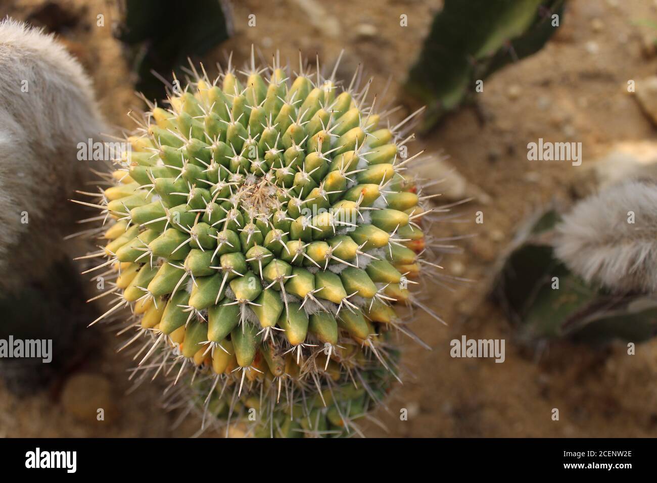 Golden Ball Cactus. Echinocactus, arrows. Stock Photo