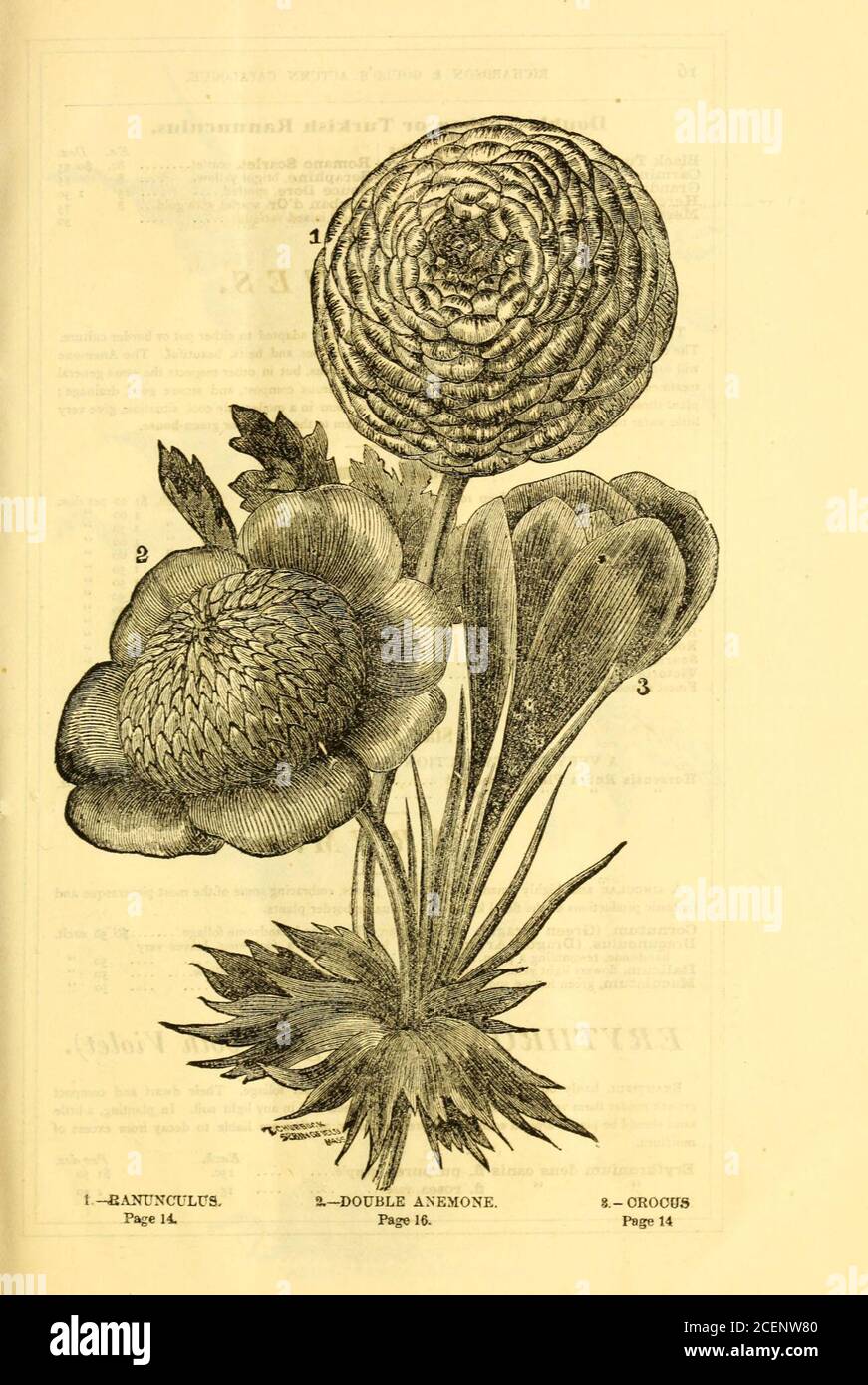 . Richardson & Gould's autumn catalogue of bulbs and flowering roots, small fruits and garden requisites. dry-litter or leaf mould, which should be removed previous to the plants appearing above the ground. Itis necessay to water them freely, and maintain a uniform moist surface in dry seasons, as the Ranun-culus forms its roots near the surface, and is unable to withstand a dry parched soil. In watering donot wet the leaves, but soak the bed well twice a week in dry, hot weather. When the foliage hasbecome quite yellow, the tubers should be lifted, gradually dried, and placed away in a cool a Stock Photo