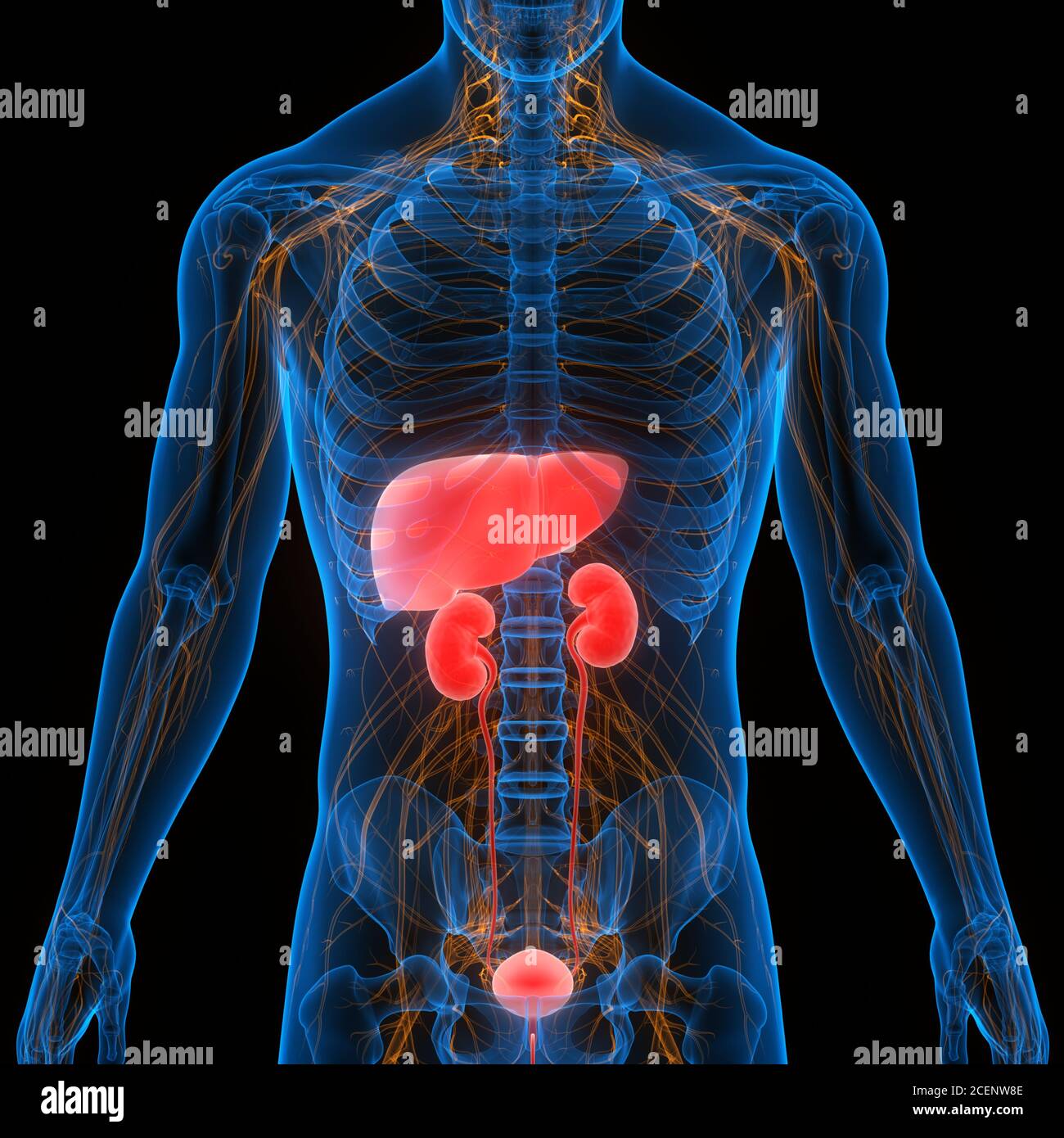 Human Internal Organs Liver with Urinary System Anatomy Stock Photo Alamy
