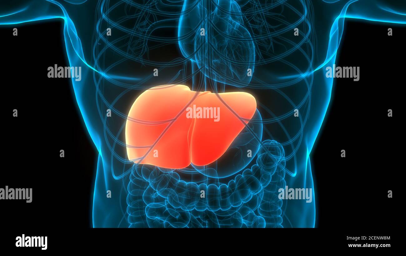 Human Internal Digestive Organ Liver Anatomy Stock Photo - Alamy