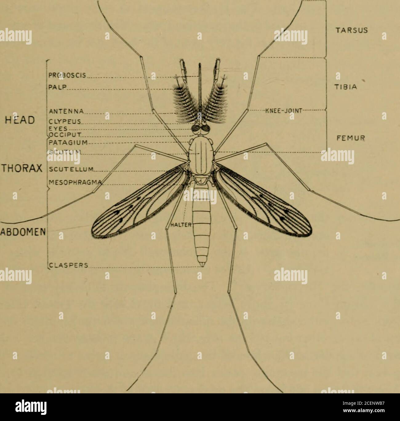 . Guide leaflet. thin their pupal integument. Photographfrom life, greatly enlarged. which the muscles of the insect are attached. Wherever rigidity isrequired, the chitinous coat is thickened, but elsewhere it remains thinto permit movement of the body segments. Three main regions of the body may be easily distinguished, the smallDivisions rounded head with its appendages, the relatively large tho-of Body rax a)1(j t]ie elongated abdomen (Figs. 1 and 17). The head,which is connected with the bodv bv means of a rather slender neck, DAHLGREN, THE MALARIA MOSQUITO 23 bears the mouth-parts and sp Stock Photo