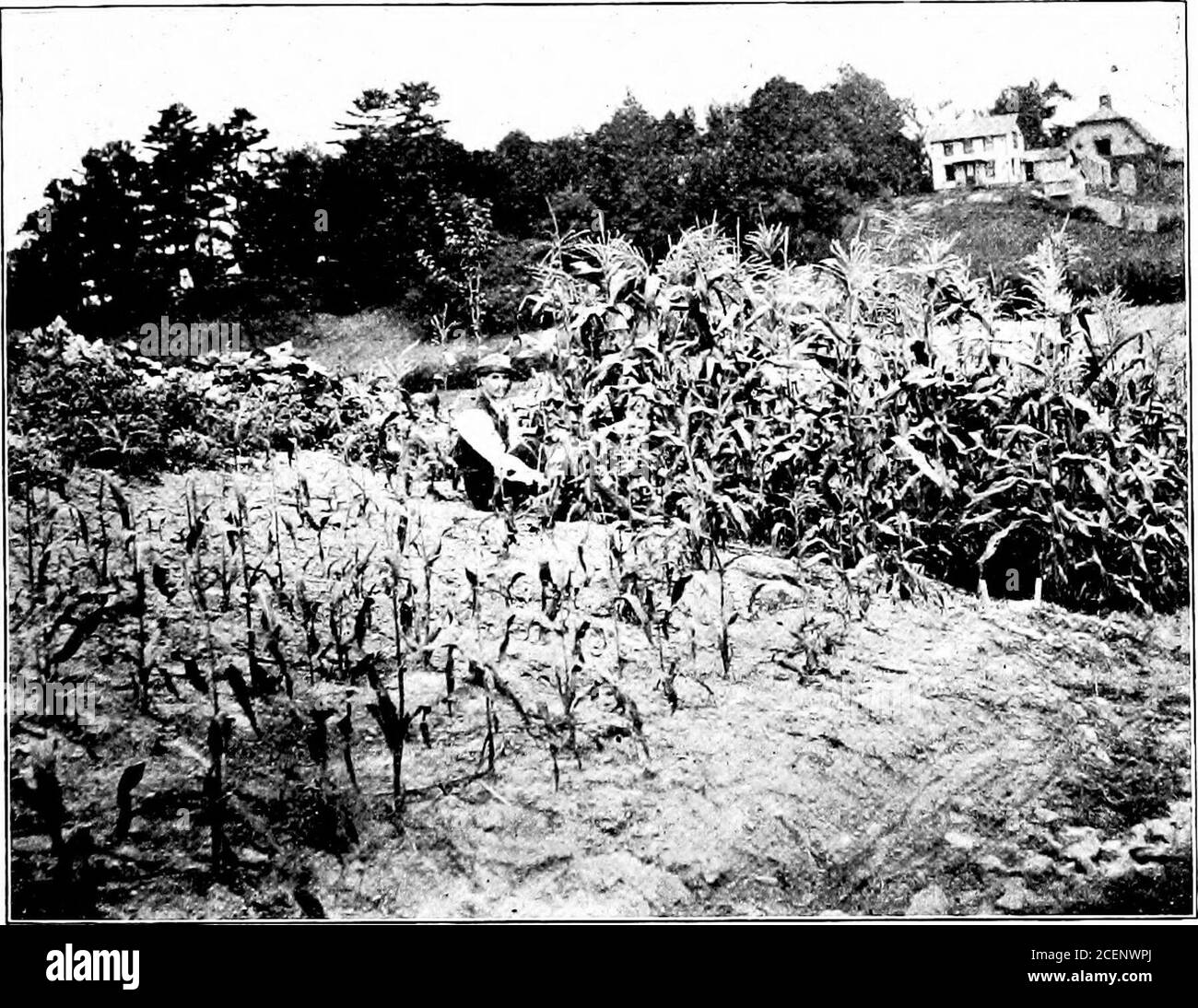 . Agriculture for southern schools. leaves are generally burned