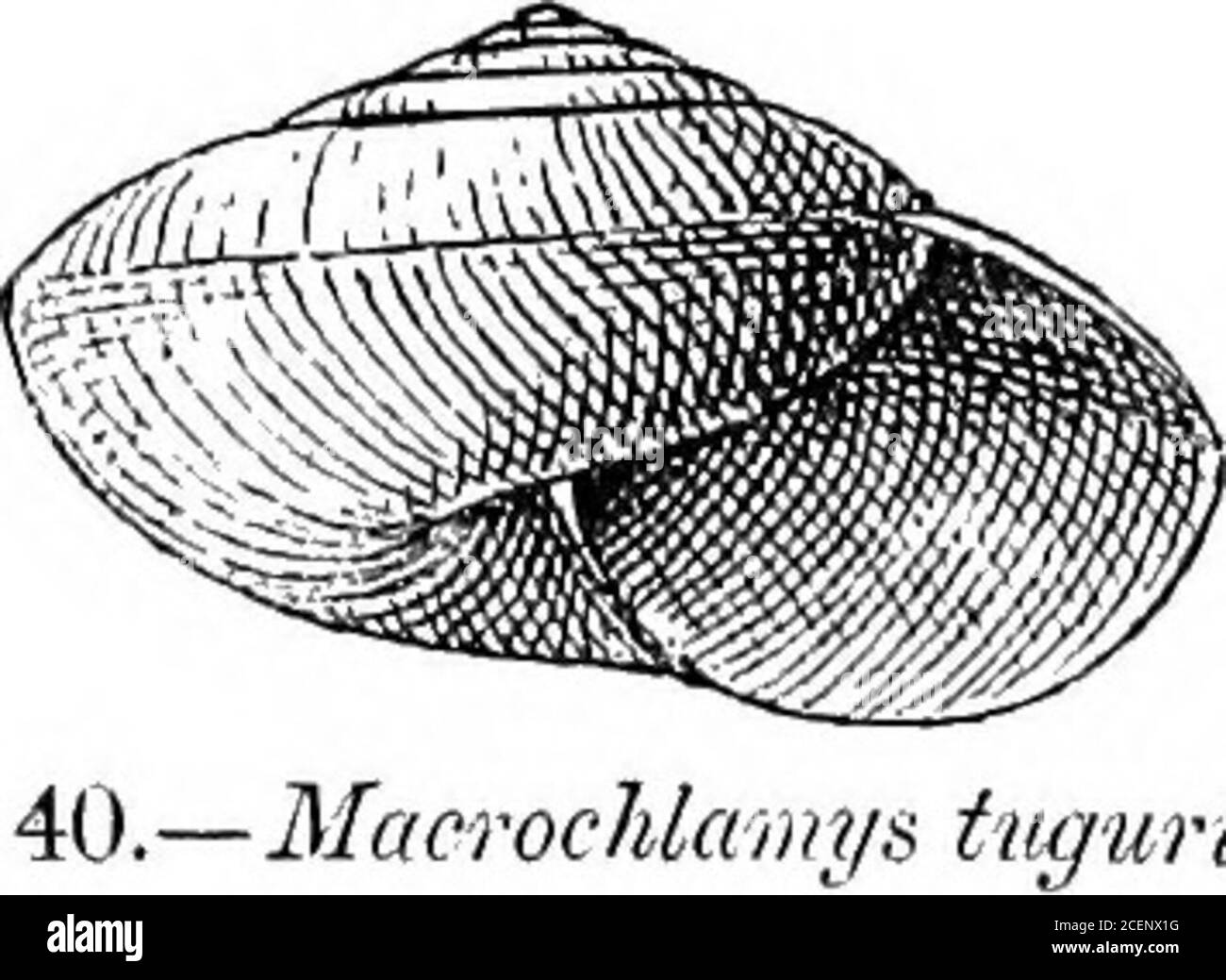 . Mollusca ... ugurium, Bs. (Helix) A. M. iV. JS. (2) x, 1852, p. 348; Pfr. (Helix) Mon. Hel. iii, 1853, p. 636; id. t. c. iv,1859, p. 124; H. 8f T. (flelix) C. I. 1876, pi. 29, fig. 10; Nev.(Nanina) Hand-l. i, 1878, p. 80; Oodivin-Austen (Macroclilamys),J. A. S. B. 1882, 2, p. 69, pi. 5, fig. 4; id. (Macrochlamys) Mol.Ind. i, 1883, pi. 19, fig. 2 (shell and animal), pi. 20, fig. 3 (details) ;id. t. e. ii, 1907, p. 151, pi. 104, figs. 1-7. Shell perforate, depressedly conoid, sublenticular, thin, fulvoushorny, dull and closely striated above and more distantly rugate,decussated with very fine Stock Photo