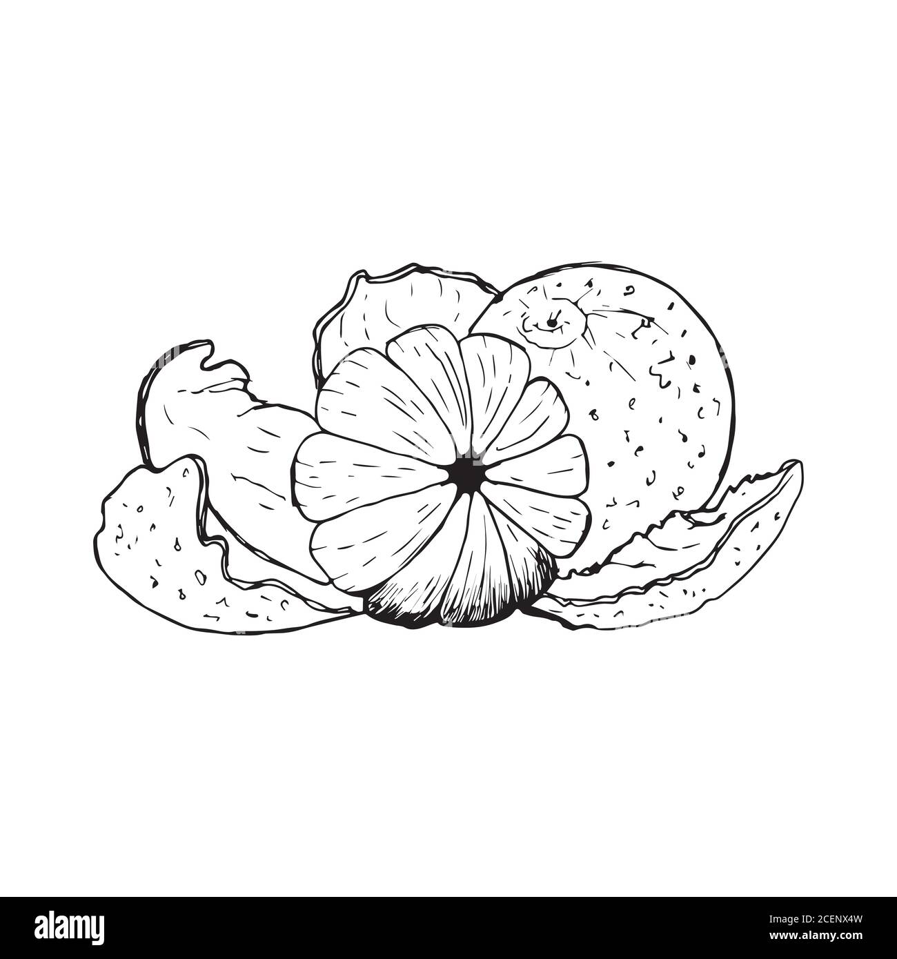 set with tangerines isolated on a white background. Stock Vector