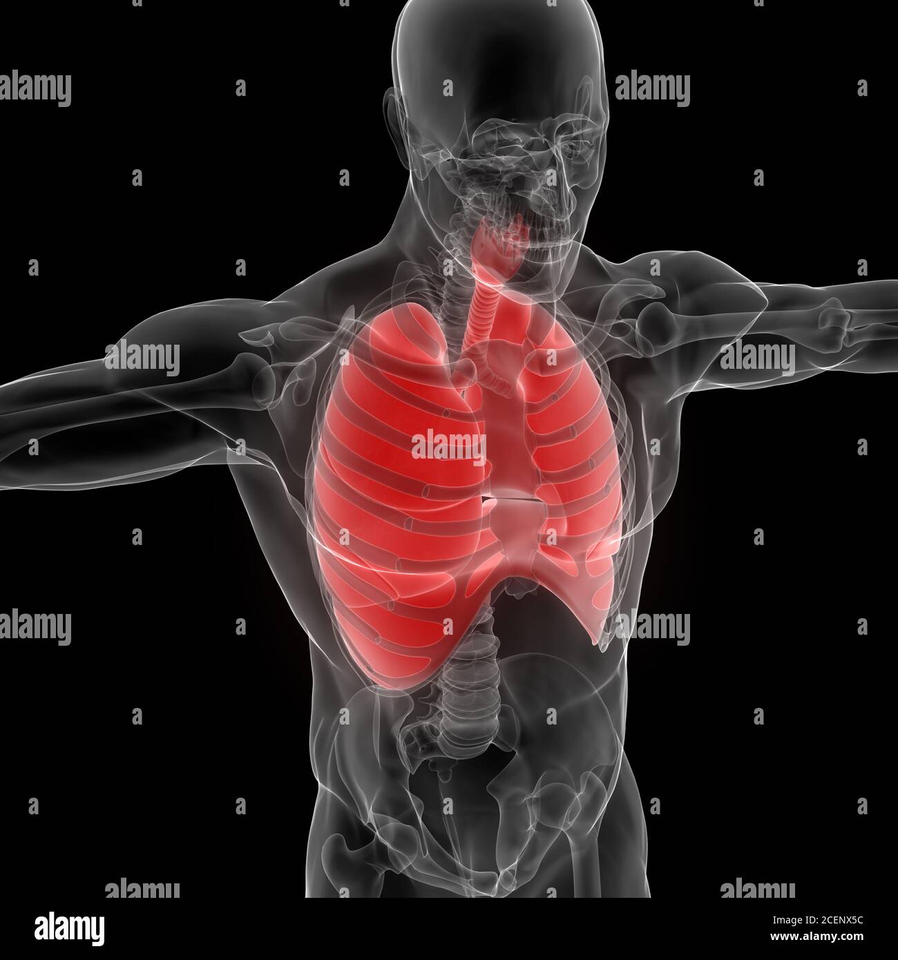 Human Respiratory System Lungs with Diaphragm Anatomy Stock Photo - Alamy