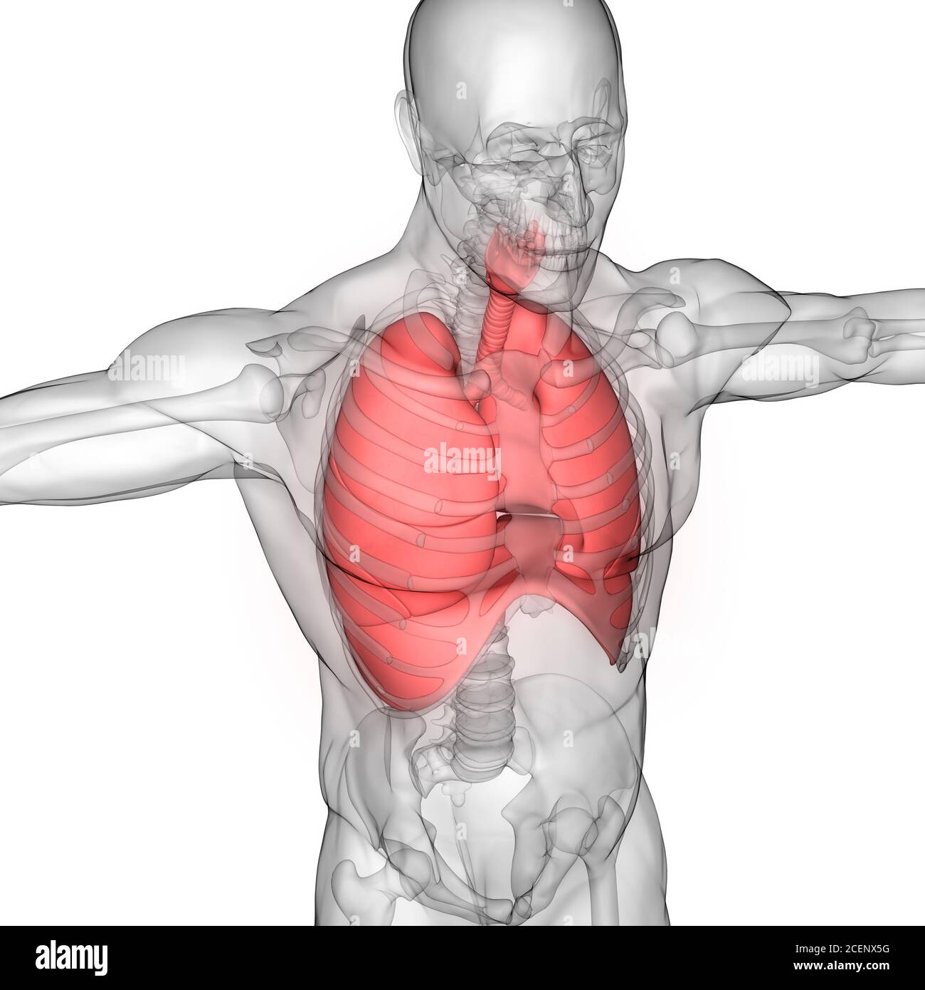 Human Respiratory System Lungs with Diaphragm Anatomy Stock Photo - Alamy