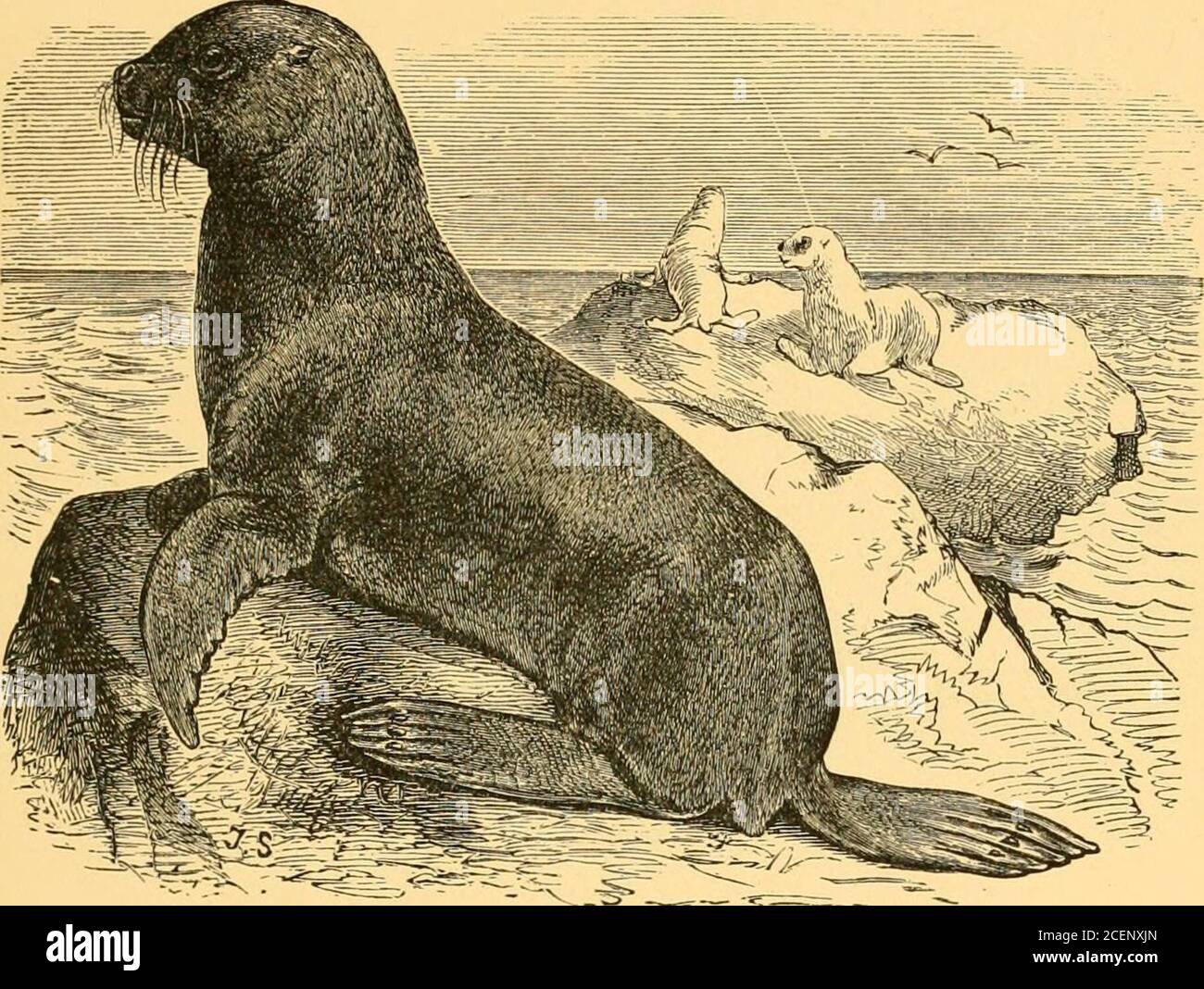 . The geography of mammals. h than the estuary of the La Plataon the American coast, where the Patagonian Sea-lion (Fig.41, p. 199) is met with, and the vicinity of the Cape onthe African coast, where Otaria jiusilla is found. But inthe Pacific, on the contrary, three distinct species of Otariaare distributed all over the northern portion of that ocean.Two species of Sea-lions are also met with in the Galapagos,and they likewise occur on the coasts of Peru and Chili.I think therefore we may assume that Otaria was origin-ally an Antarctic form, but has travelled northwards alongthe West-America Stock Photo