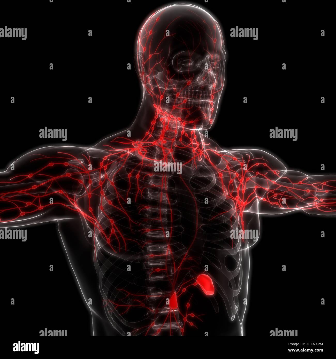 Human Internal system Lymph Nodes Anatomy Stock Photo