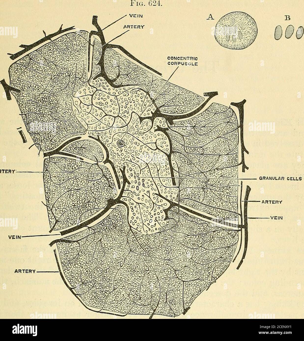 Anatomy, descriptive and surgical. Upper portion of the thymus of afcetal  pig of 2 in in length, show-ing the bud-like lobuli and gland-ular  elements. 2. Cells of the thy-mus, mostly from