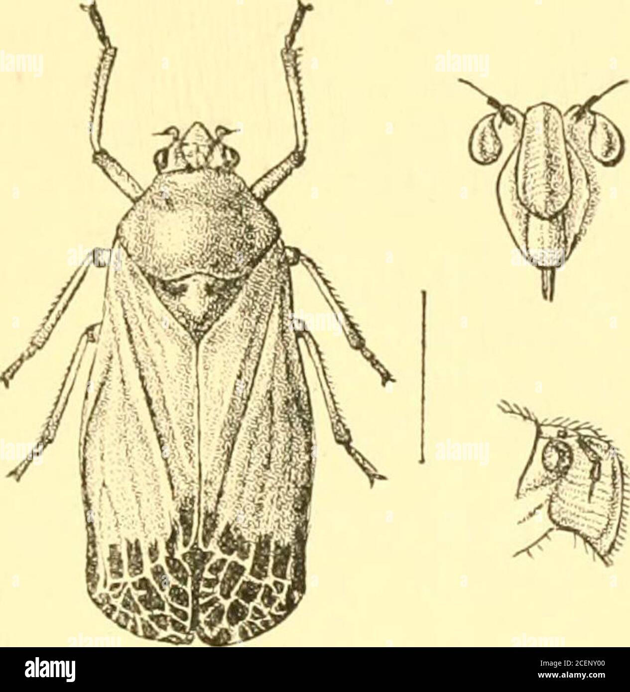 . Rhynchota ... ^ and finelypunctate, reticulate veins to apicalareas raised and transversely ru-gulose ; pronotum with two mo-derate callosities in front of thetransverse impression; scutellumsometimes with a black spot neareach basal angle; face finelytransversely striate. Length incl. tegm. 10 to 12 millim. Hah. Ceylon; Aniswella {Green, Brit. Mas.), Uvci, Badda-Eliya {fide Melichar).. Fis;. 84.—Ehinastria hicolor. Genus CALLITETTIX. Callitettix, Stdl (part.), Of v. Vet.-Ak. Fork. 1805, p. 1-52; id. Hem.Afr. iv, p. 55 (1806) ; Melich. Horn. Faun. Ceijlon, p. 129 (1903). Type, C. braconoides Stock Photo