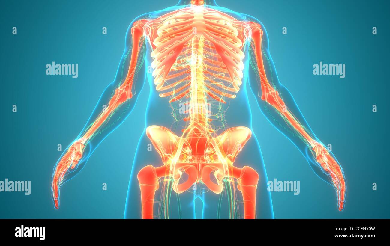 Human Skeleton System Bone Joints Anatomy Stock Photo - Alamy
