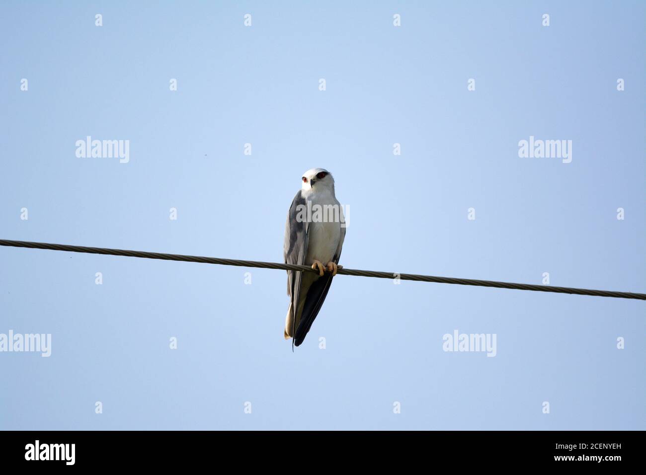 black shouldered kite, shikra, falcon, eagle, osprey , kestrel and