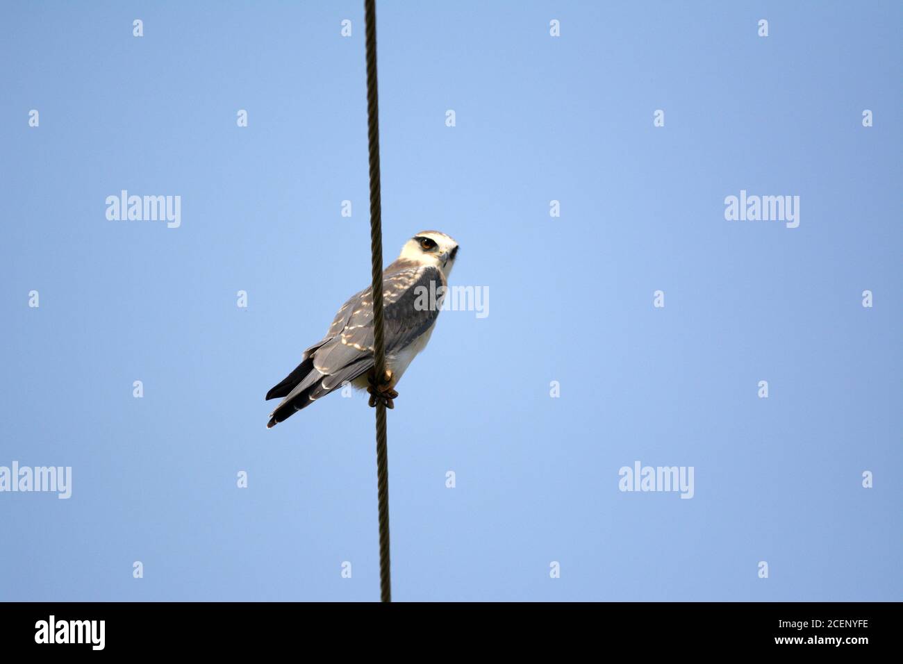 black shouldered kite, shikra, falcon, eagle, osprey , kestrel and other birds of prey in Pakistan Stock Photo