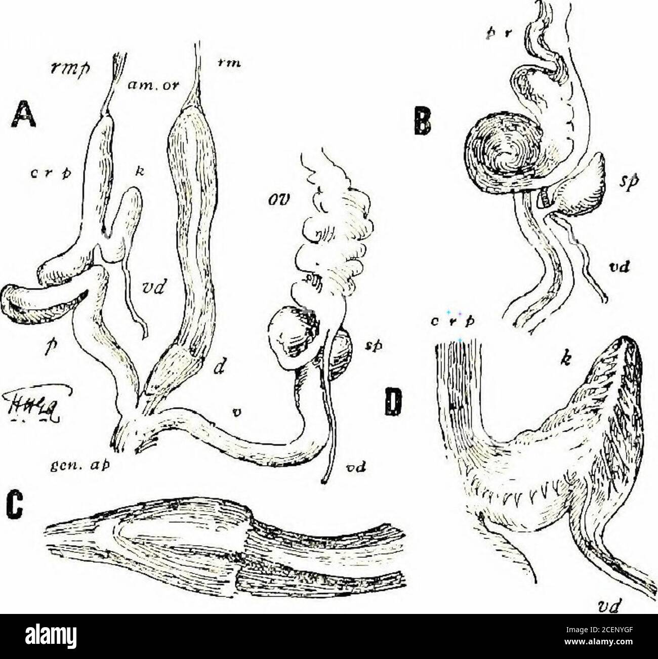 . Mollusca ... ig. 15.—Enma moerchiana , and yiew of base. vertical, subaxial, rounded, parietal fold vertical, well developedanother strong but less prominent fold within right margin noother teeth ; peristome broadly reflected, deeply sinuate abovethedextral fold. Length 4|, breadth 2| mm. Hab. Centre of Great Nicobar. ZONITIDJE, 25 Family ZONITID^.Subfamily ARIOPHANTIN.E. [The AriophantiiKe form a very distinct subfamily of the IndianMollusca, and are almost exclusively conHned to the Peninsulararea and Ceylon ; only two species are found extending a shortdistance northward into the Gauget Stock Photo