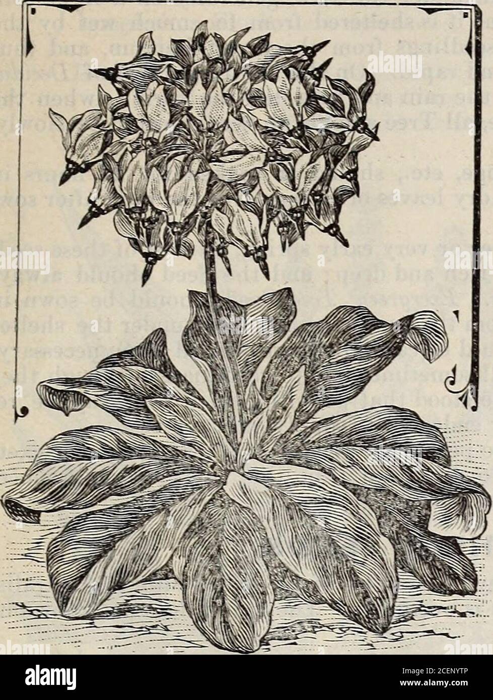 . Catalogue of seeds, agricultural & horticultural supplies and guide for the garden, field & farm. ILD FLOWER SEEDS. We offer 12 varieties, all of great beauty, some of which arevery rare and difficult to obtain. Perpkt. Antirrhinum Orcuttianum (Cal. Snapdragon). White or violet 15c Dicentra Chrysantha (Cal. Bleeding Heart). Lemon yellow 15c Dodecatkeon Clevelandii (Shooting Star). Purple bor-dered yellow, (see cut) 15c Einmenantha Penduliflora. Yerv rare and handsome. Yellow Bells 25c Esclischoltzia California (Cal. Poppy). Yellow 5c Lathyrus Californicus (Cal. Pea). Crimson 15c Oxyura Chrys Stock Photo