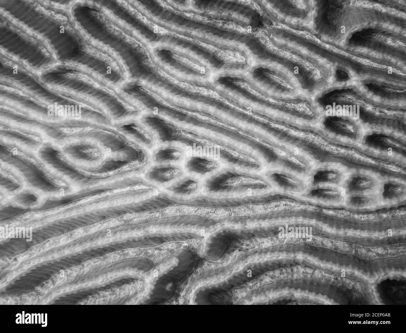 Coral reef background Black and White Stock Photos & Images - Alamy